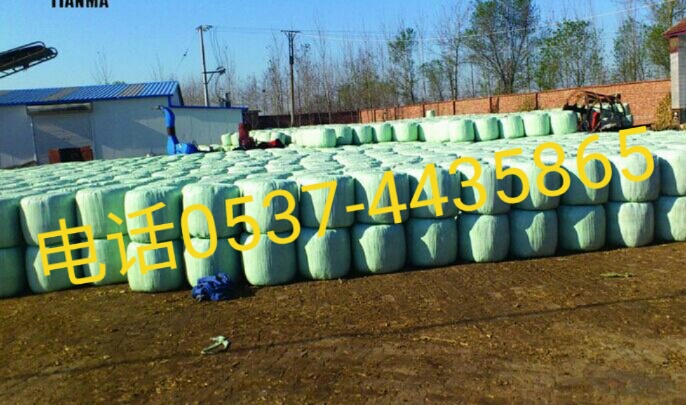 倒伏玉米秸秆怎样再利用，乡镇畜牧牧业大户做成牛羊青贮发酵饲料